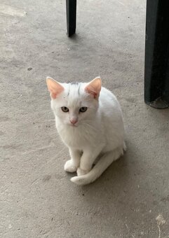 Roztomilé mačiatka - 3