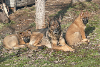 Šteniatka Nemeckého ovčiaka s PP- pracovné - 3