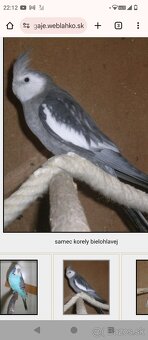 Korely perlove pár /ručne dokrmena - 3