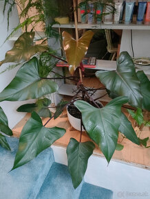 philodendron red - 3