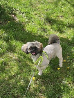 Krytie - Shih tzu - 3