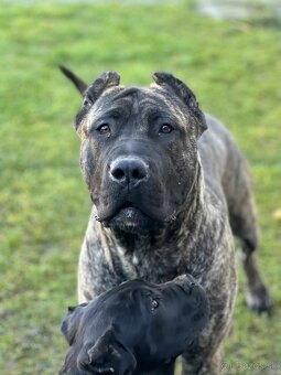 Darujem presa canario kanarska doga - 3