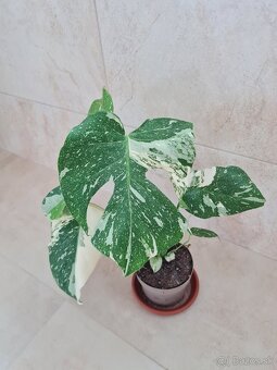 Monstera THAI constellation - 3