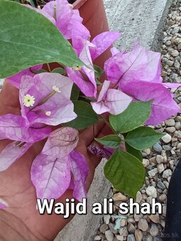 Bougainvillea,( bougainvillea, bugenvilea, bugenvila ) - 3