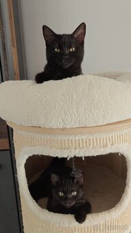 Ragdoll - 3