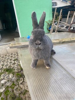 Samica Viedenský modrý - 3