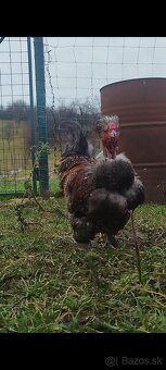 Kohútik hodvábnička - 3