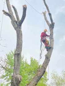 Rizikvý výrub / rizikové pílenie stromov - 3