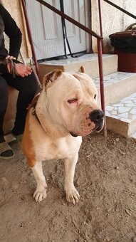 American bully XL - 3