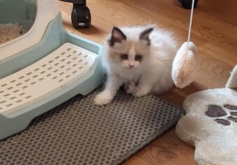 Ragdoll mačiatko - 3