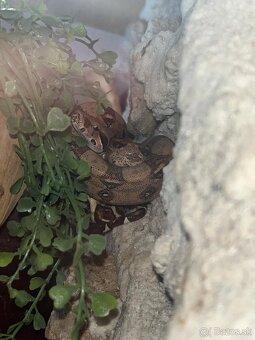 Velhad kráľovský - 3