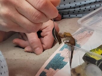 Pagekon riasnaty - 3