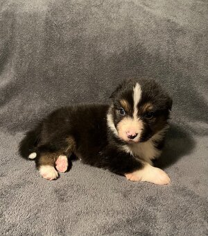 Austrálsky ovčiak s PP - 3