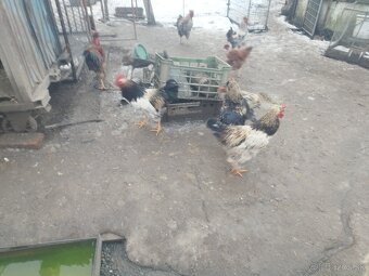 Kačice a kohút - 3