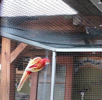 Rozely ruším chov - 3