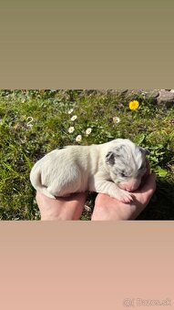 Šteniatka Border kólia - 3