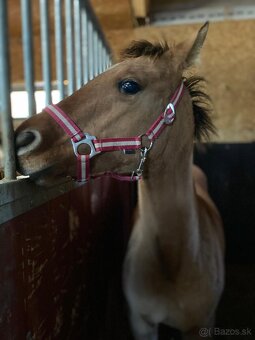 Kobylka QH s PP - 3