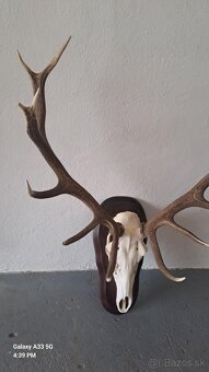 trofej,parohy - 3