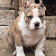 Na predaj American Bully - 3