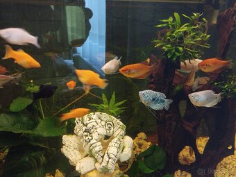 akvarium - 3