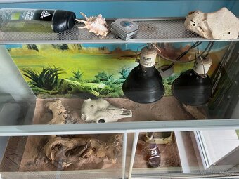 Terarium - 3