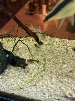 Prísavníky - ancitrus - 3