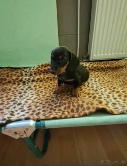 Šteniatka čistokrvného  jazvečítka - 3