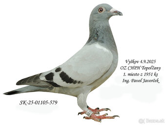 POŠTOVÉ HOLUBY - 3