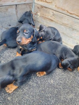 Jazvečík krátkosrstý čiernopálený - 3