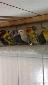 Ponúkam na predaj agapornisov - 3