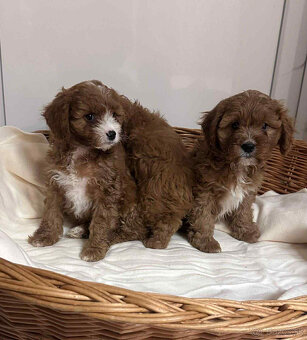 Pudel, cavalier, cavapoo - 3