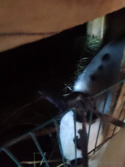 Nemecký strakač - 3