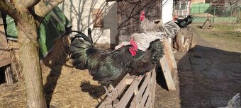 Predám kohúty australorpky - 3