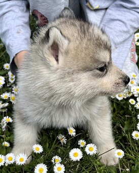 Sibírsky Husky - 3
