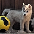 Sibírsky Husky - 3
