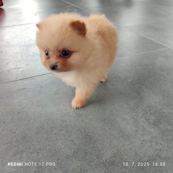 Nemecký trpaslicí špic typ pomeranian - 3