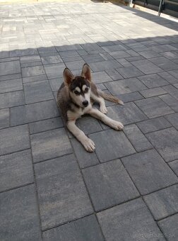 Hasky - 3