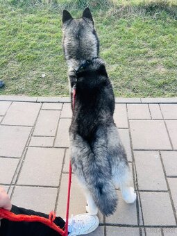 Sibirsky husky - 3