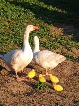 Slovenska biela hus - 3