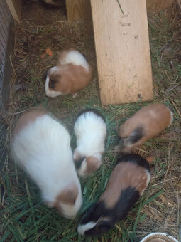 Darujem morčatá - 3