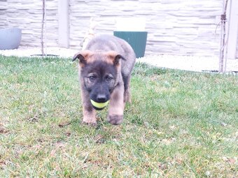 Nemecký ovčiak - 3