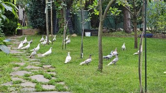 Bratislavské vysokoletune - 3