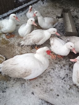 Predám kačky pižmové - 3