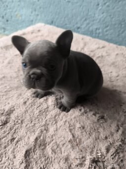 Francuzsky buldocek - 3