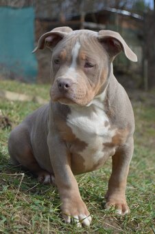 American bully standard ABKC - 3
