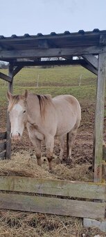 Quarter horse klisna 1rok - 3