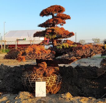 Suchý bonsai pre biophilic design - unikátny doplnok - 3