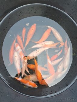 koi kapre - 3