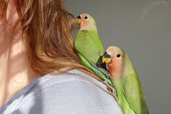 Agapornis rúžovohrdlý - ručne dokŕmené - 3