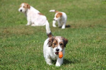 Jack Russell Terier  FCI s PP - 3